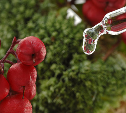 gaultheria procumbens Heilpflanze Tropfen Wintergrünöl