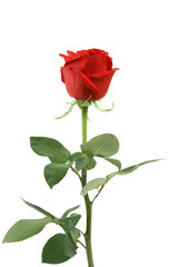 Beautiful red rose  isolated on  with leaves the long