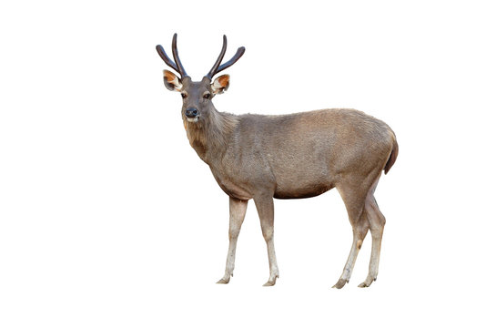 Sambar Deer Isolated