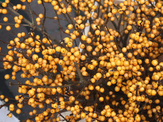 gelbe Beeren - Weihnachtsdeko