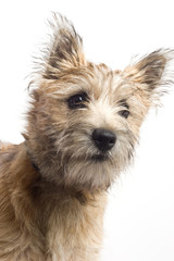 Chien Cairn terrier