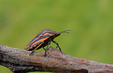 Red - black bug sits on a branch.