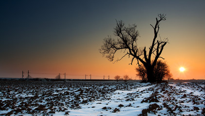 Fototapeta na wymiar Zachód słońca na zamarzniętym polu stare drzewo