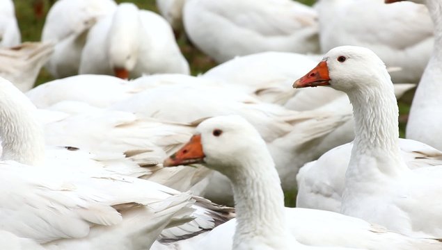 G&auml;nsegeschnatter