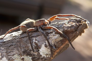 a tarantula (theraphosidae) sitting on a piece of wood