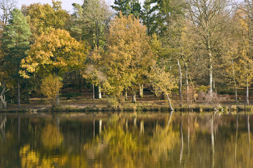 Fototapeta na wymiar Beautiful Autumn Fall forest reflected in perfect lake