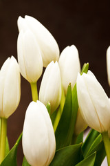 Fototapeta premium beautiful tulips