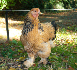 hen on grass