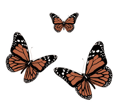 Three butterflies  on a white background