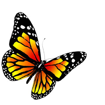 Butterfly isolated on white. 3d illustration.