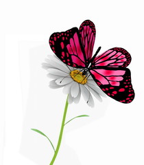 butterfly and daisy on white background