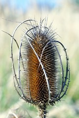 Thorny plants in the meadow