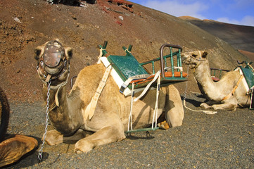 Fototapeta premium camels in Lanzarote