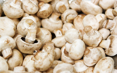 Field mushrooms