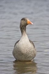 Duck In Water