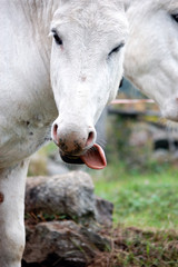 Fototapeta premium Donkey shows tongue