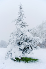 piccolo pino innevato