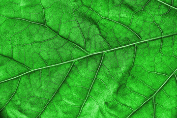 Naklejka na ściany i meble Green leaf background