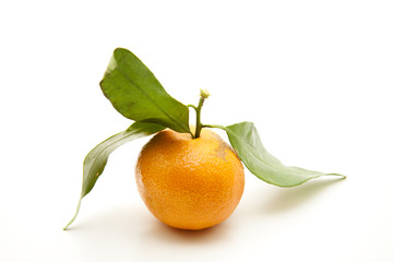 Mandarine mit Blätter