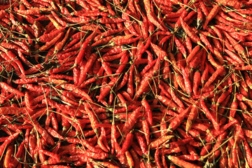 Naklejka premium Dried red chilies