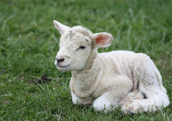 Naklejka na ściany i meble Newborn lamb sitting on grass