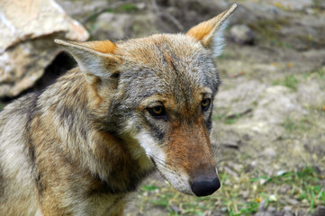 Naklejka na ściany i meble A friendly European wolf (Canis lupus)