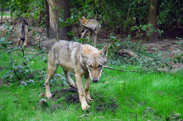 Naklejka na ściany i meble A friendly European wolf (Canis lupus)