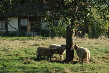 Obraz premium chaumiere du marais vernier en normandie