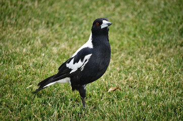 An Australian magpie standing on grass.