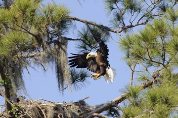 Photo sur Plexiglas Aigle bald eagle with a fish