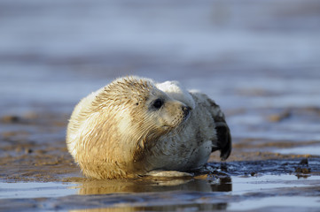 young gray seal pup