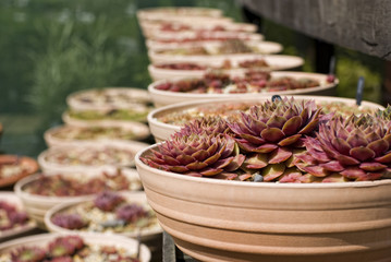 Ceramic pots on the shelf