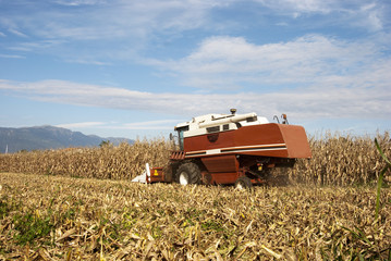 Naklejka premium Mietitrebbia