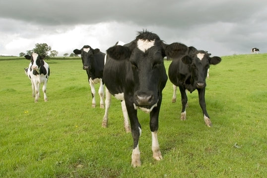 Cows on the pasture