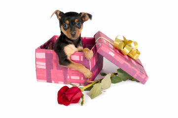 Pincher puppy in a Christmas gift box.