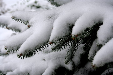 the first snow © trojan74