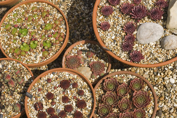 Flower pots 5