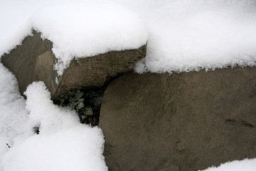 the first snow © trojan74