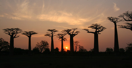 Baobab Allee Madagaskar