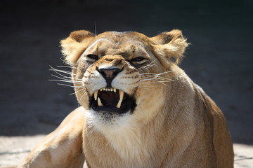 Lioness' bared teeth