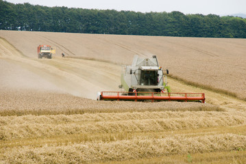 Fototapeta premium Harvest 5