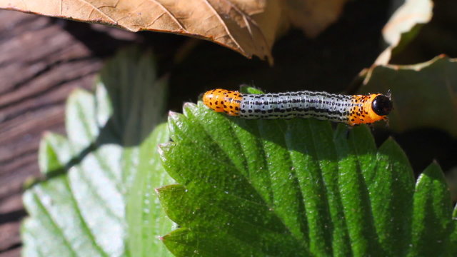 Caterpillar on green leaf, macro