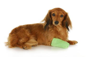 dog with wounded paw