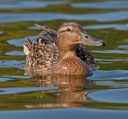 Beautiful duck on the lake