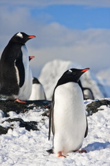 penguins  on a rock in Antarctica