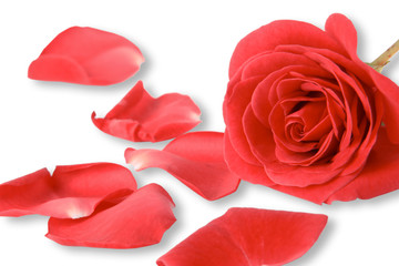 Red rose with petals