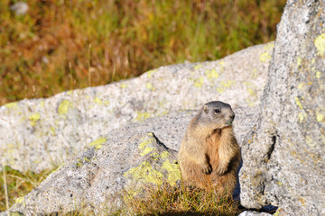 marmot on a boulder