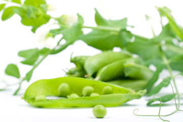 Pea