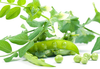 Pea