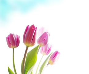 Obraz na płótnie Canvas Beautiful spring flowers